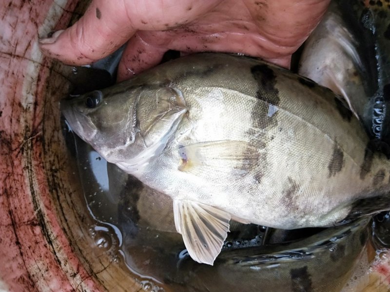 重庆鳜鱼，桂鱼塘口直发，钓场供应一手货源，保证品质
