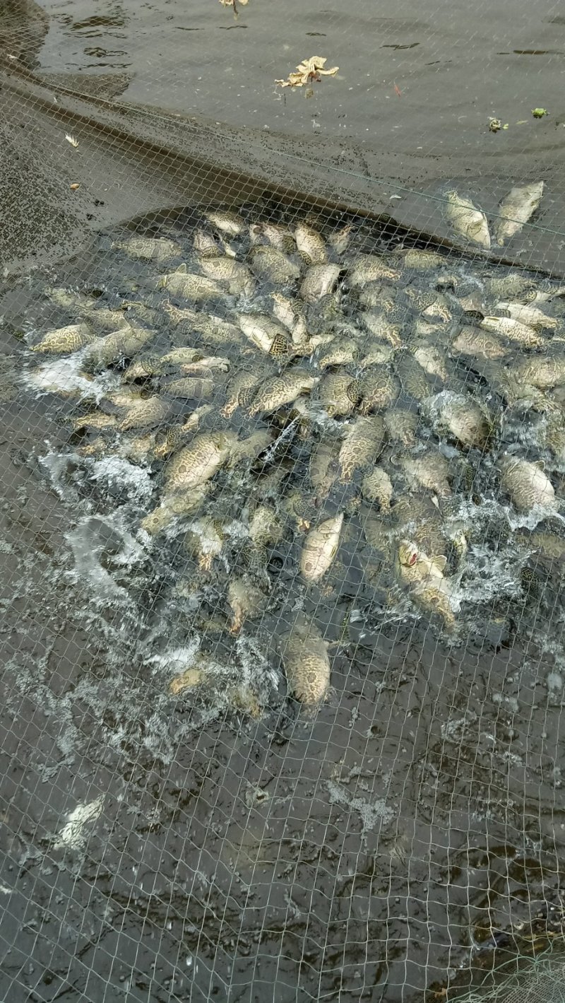 重庆鳜鱼，桂鱼塘口直发，钓场供应一手货源，保证品质