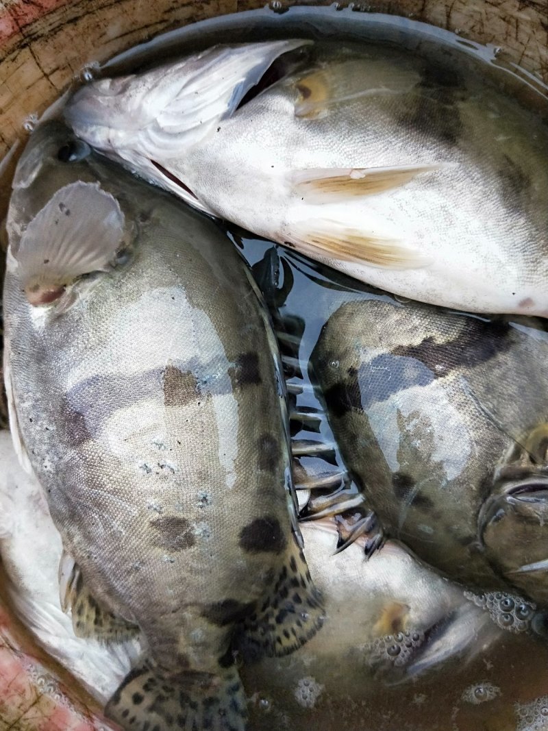 重庆鳜鱼，桂鱼塘口直发，钓场供应一手货源，保证品质