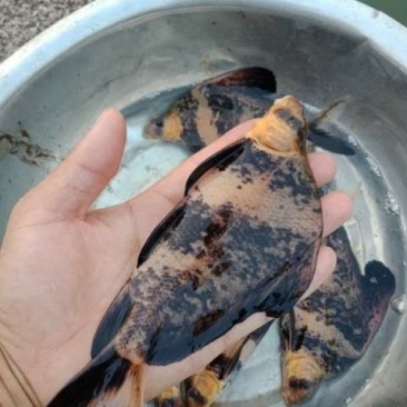 胭脂鱼苗规格齐全成活率高抗病力强欢迎来电
