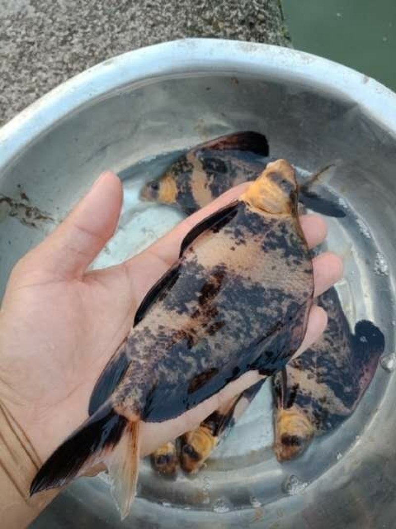胭脂鱼苗规格齐全成活率高抗病力强欢迎来电