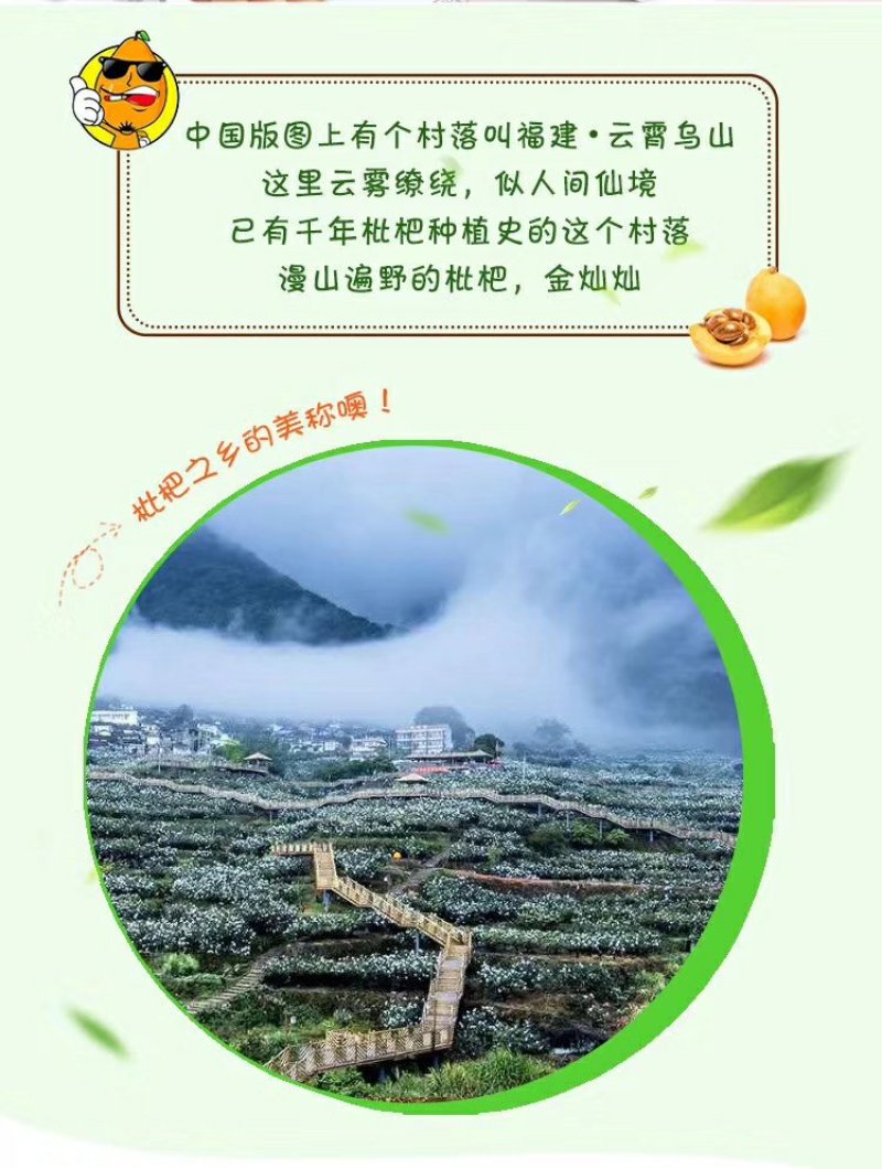 纯手工枇杷膏，招代理，一件代发