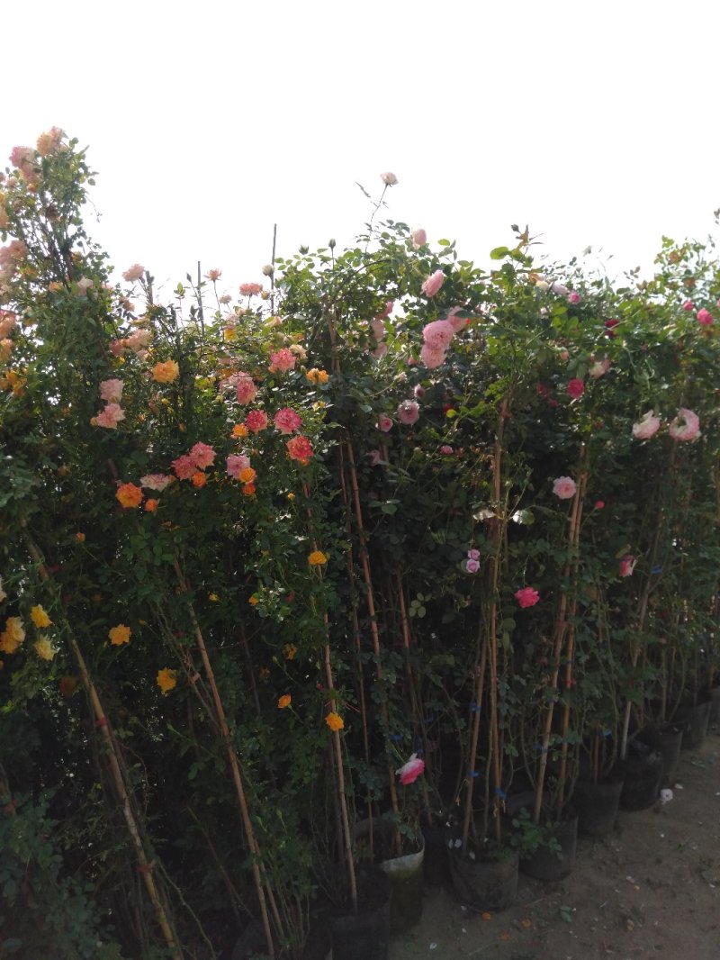 藤本小女孩藤彩虹月季玫瑰蔷薇造景花墙拱门阳台庭院绿植花卉