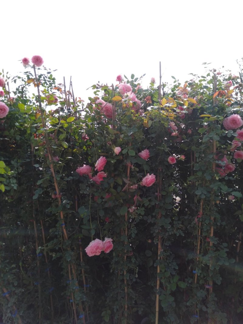 藤本小女孩藤彩虹月季玫瑰蔷薇造景花墙拱门阳台庭院绿植花卉