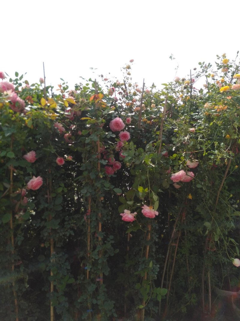 藤本小女孩藤彩虹月季玫瑰蔷薇造景花墙拱门阳台庭院绿植花卉