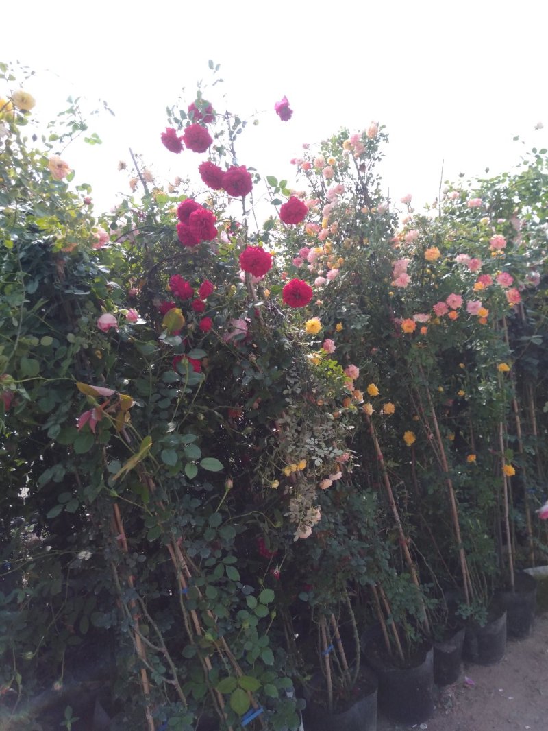 藤本小女孩藤彩虹月季玫瑰蔷薇造景花墙拱门阳台庭院绿植花卉