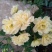 甜蜜红木香庭院花墙拱门绿植花卉