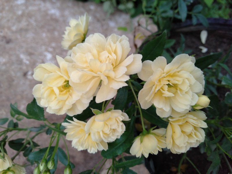 甜蜜红木香庭院花墙拱门绿植花卉