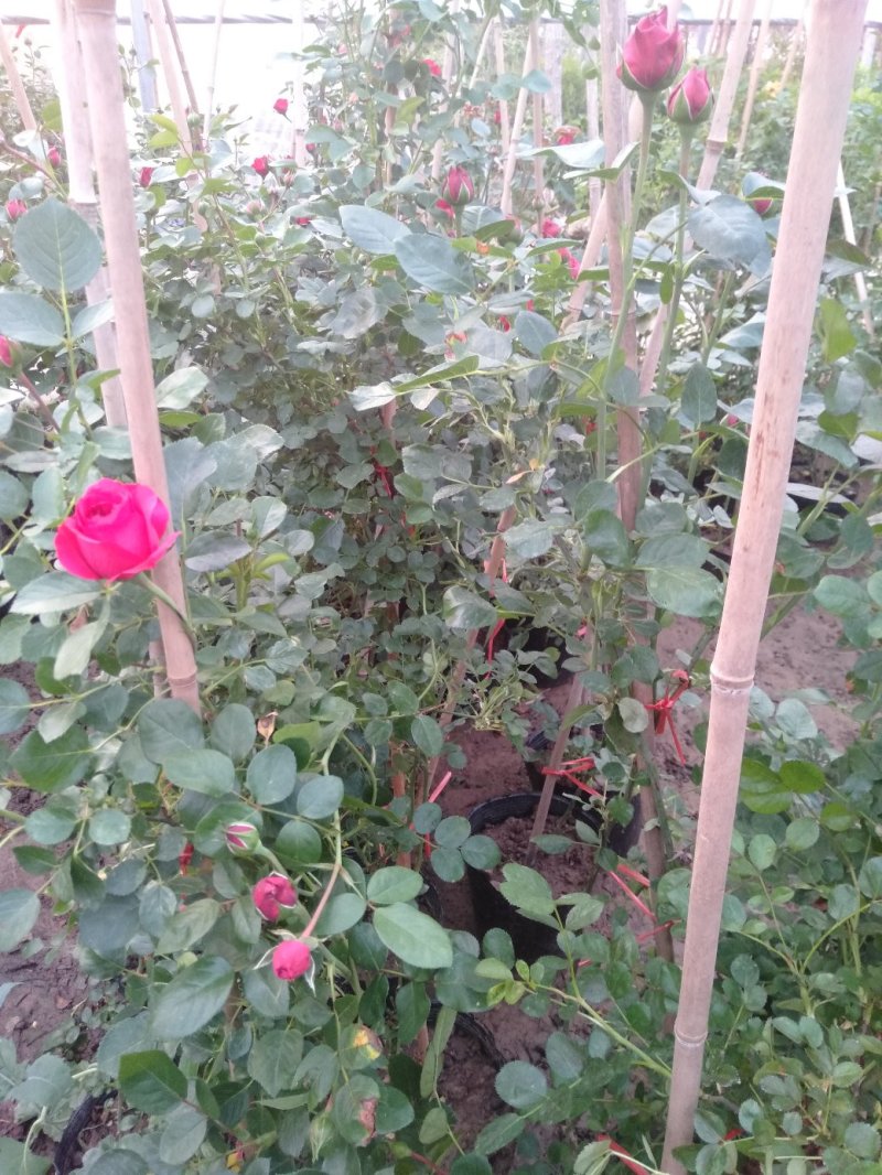爬藤月季粉达红达红龙粉龙庭院阳台盆栽绿植花卉大量批发供应