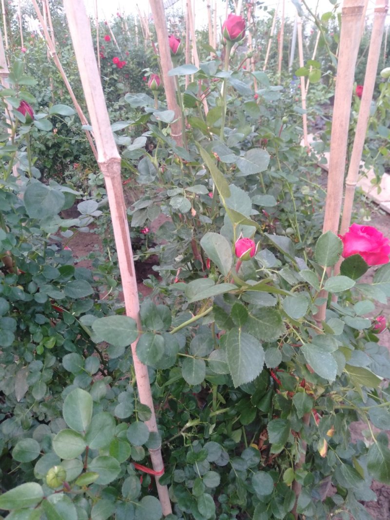 爬藤月季粉达红达红龙粉龙庭院阳台盆栽绿植花卉大量批发供应