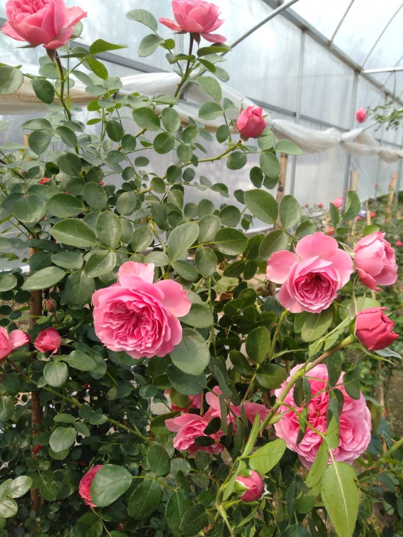 爬藤月季粉达红达红龙粉龙庭院阳台盆栽绿植花卉大量批发供应