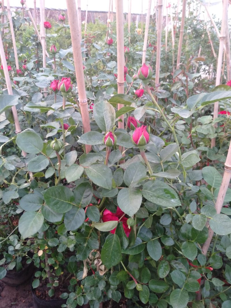 爬藤月季粉达红达红龙粉龙庭院阳台盆栽绿植花卉大量批发供应
