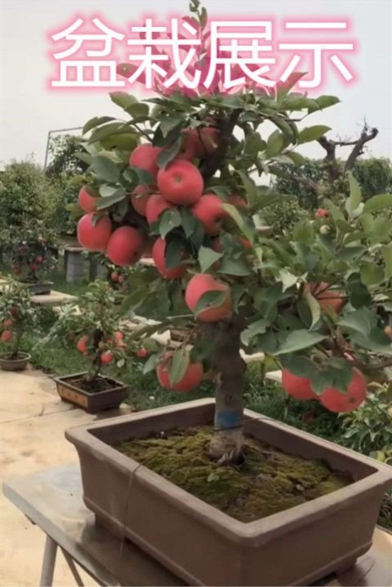 盆栽苹果，柱状苹果，嫁接苹果苗