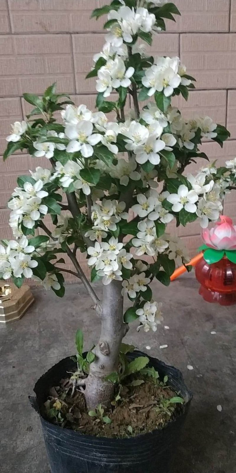 盆栽苹果，柱状苹果，嫁接苹果苗