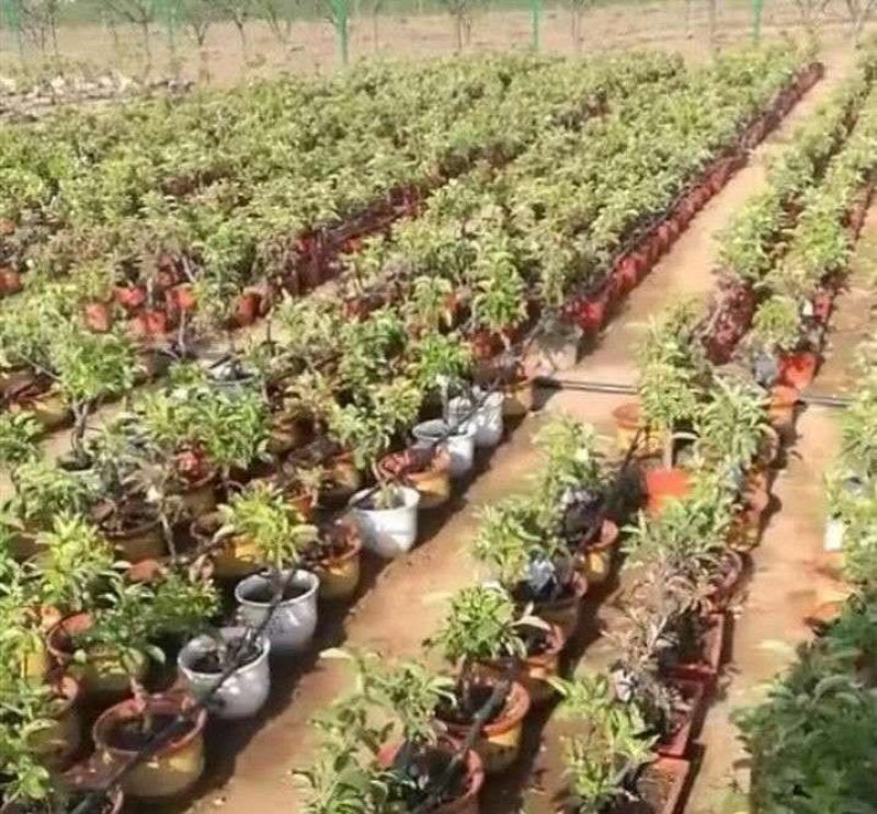 盆栽苹果，柱状苹果，嫁接苹果苗