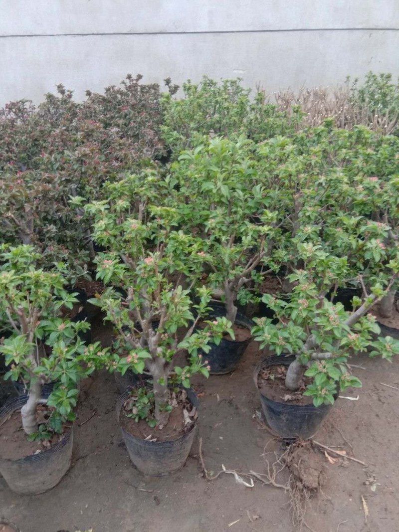 盆栽苹果，柱状苹果，嫁接苹果苗