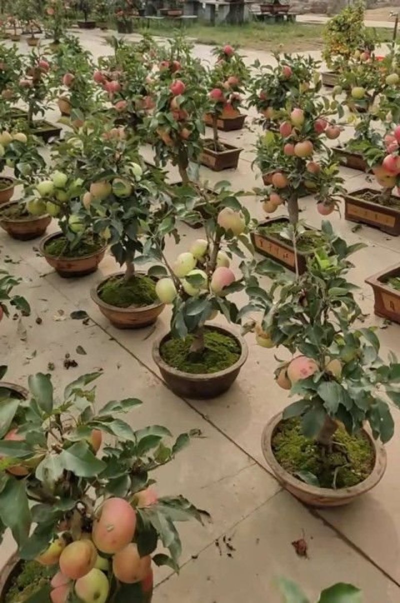 盆栽苹果，柱状苹果，嫁接苹果苗