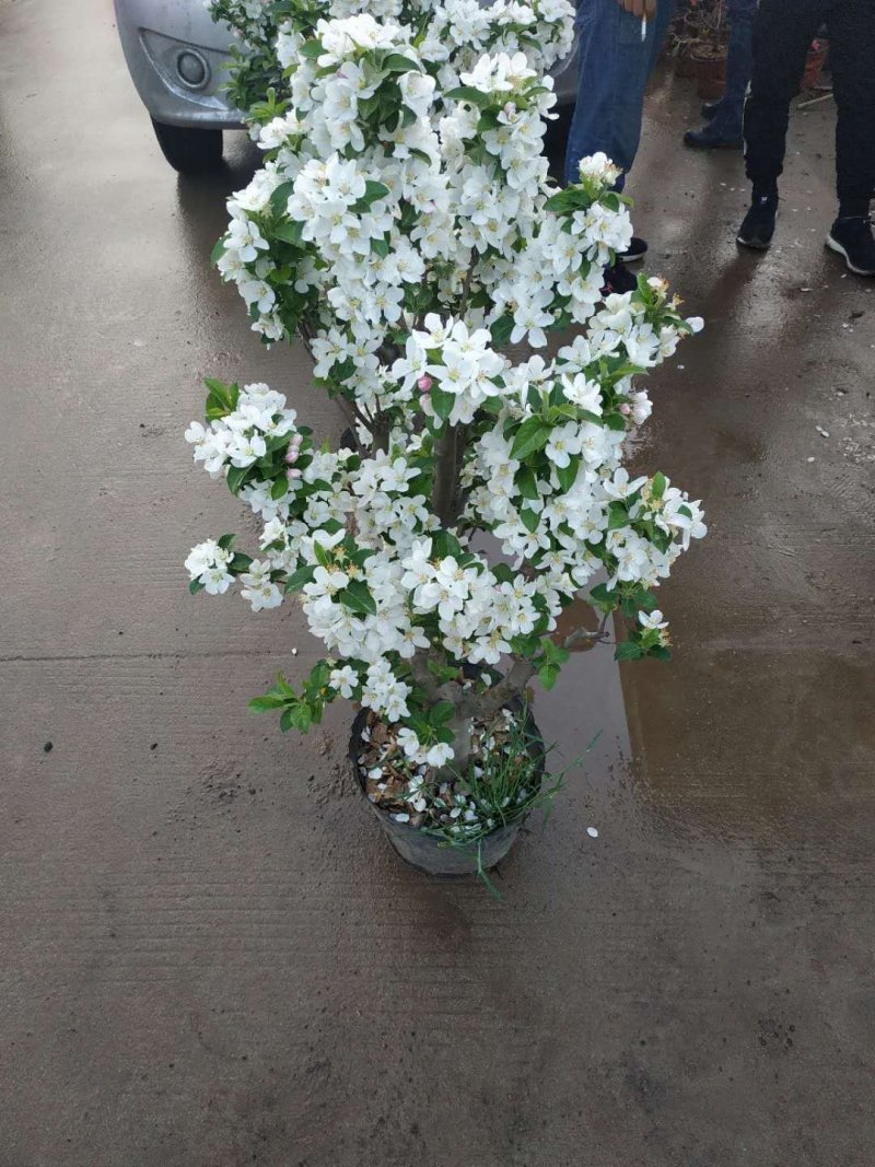 盆栽苹果，柱状苹果，嫁接苹果苗
