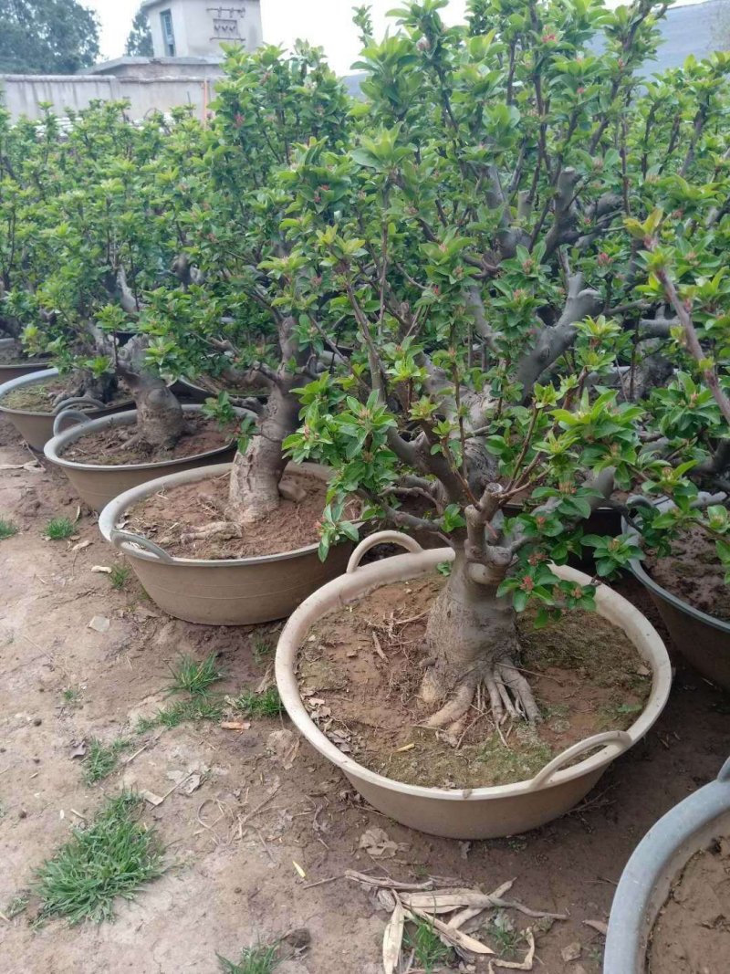 盆栽苹果，柱状苹果，嫁接苹果苗