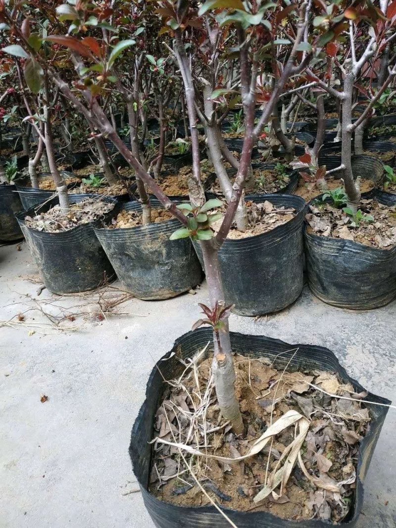 盆栽苹果，柱状苹果，嫁接苹果苗