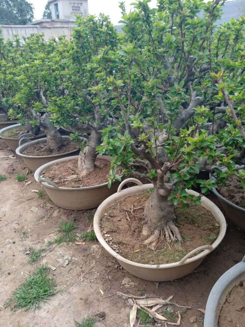 盆栽苹果，柱状苹果，嫁接苹果苗