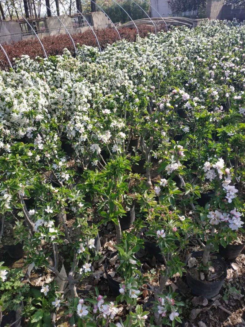 盆栽苹果，柱状苹果，嫁接苹果苗