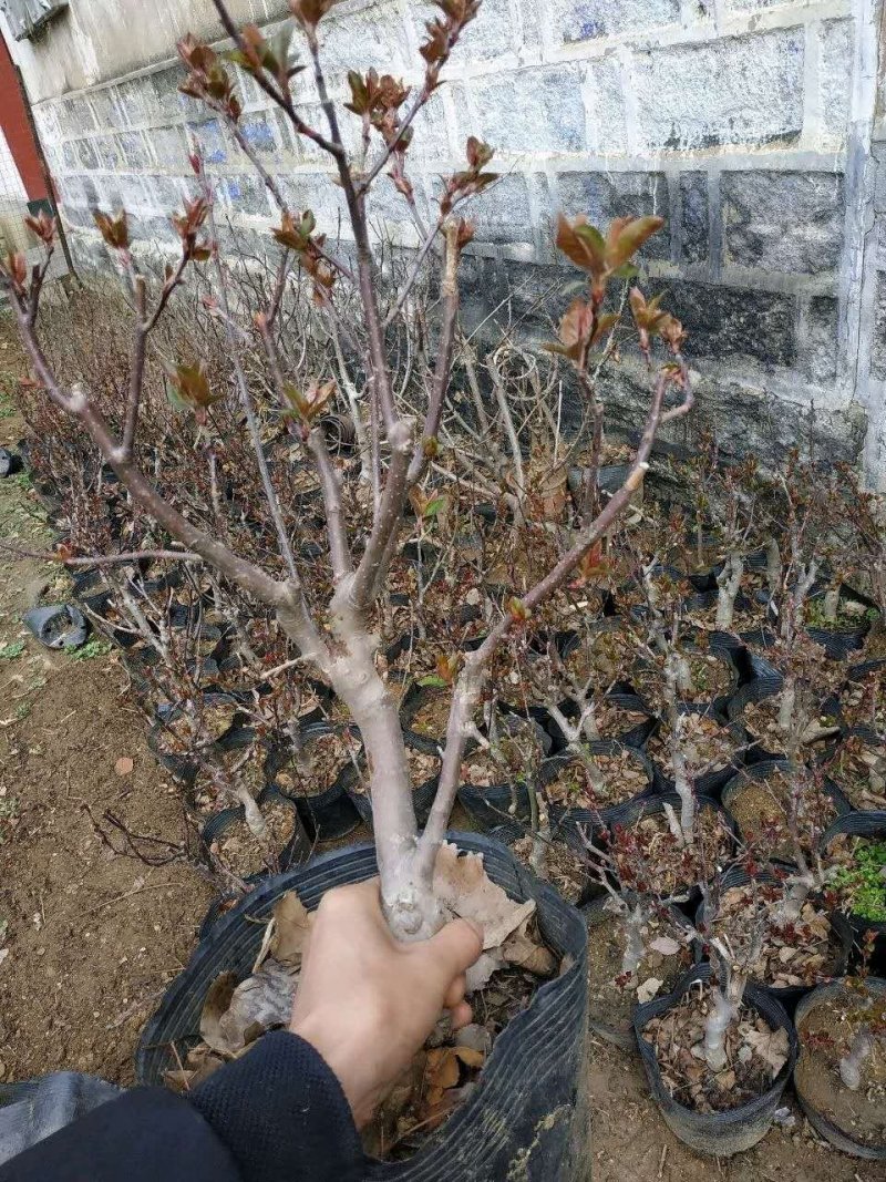 盆栽苹果，柱状苹果，嫁接苹果苗