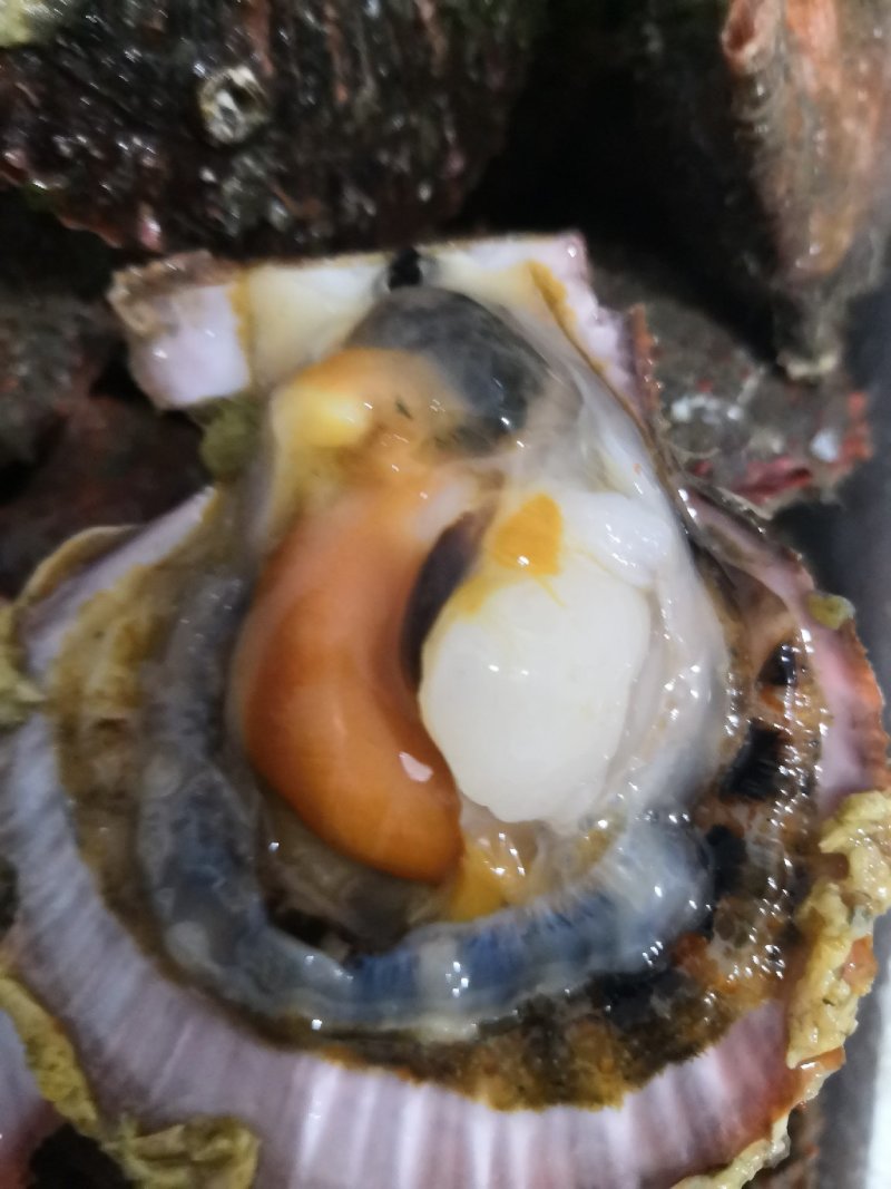 玛瑙红扇贝，扇贝，红扇贝，鲜活红扇贝，大连扇贝，