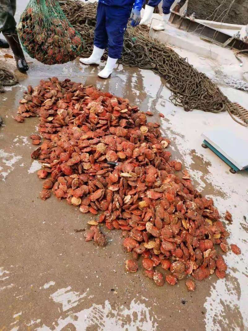 玛瑙红扇贝，扇贝，红扇贝，鲜活红扇贝，大连扇贝，