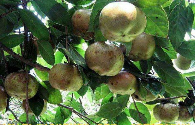 大果红花油茶4一5年苗