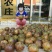 大果红花油茶4一5年苗