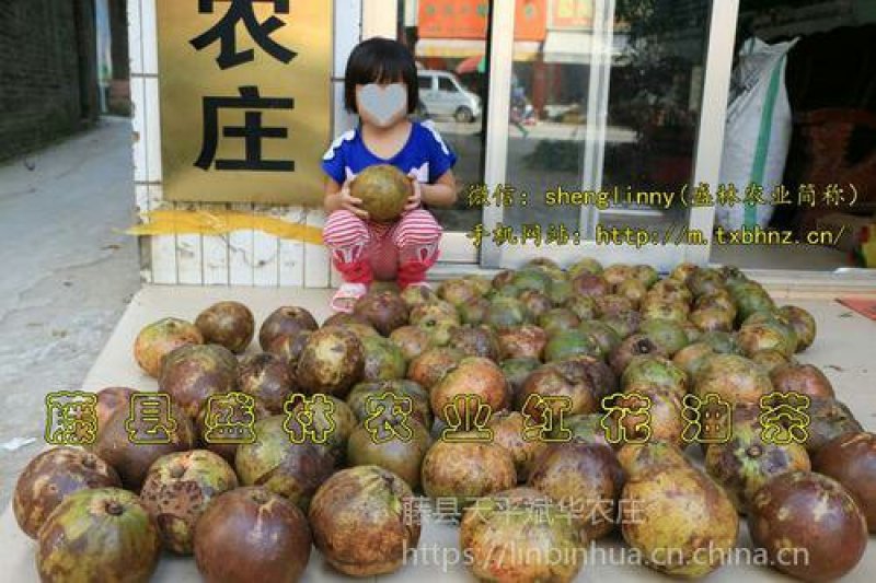 大果红花油茶4一5年苗