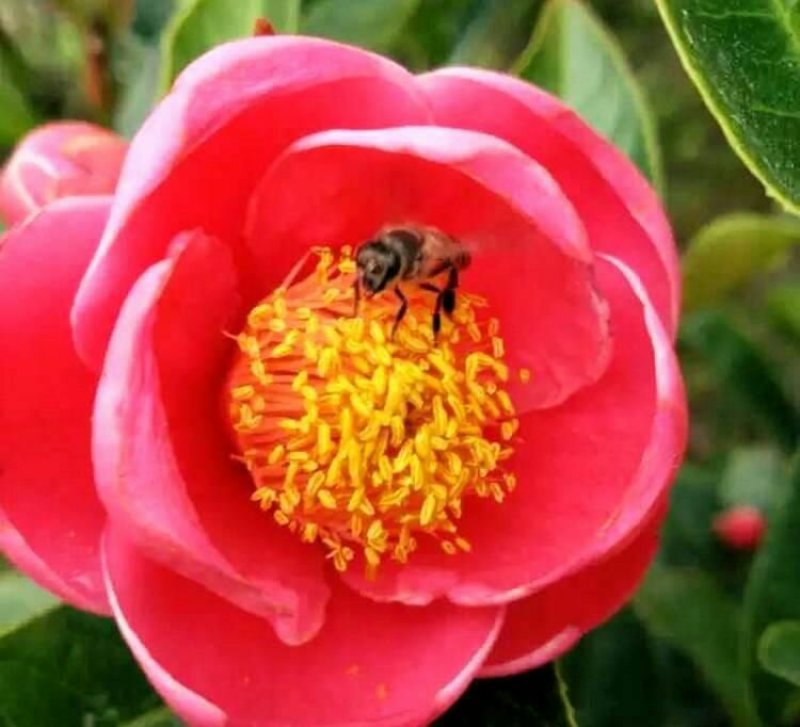 藤县大果红花油茶嫁接苗
