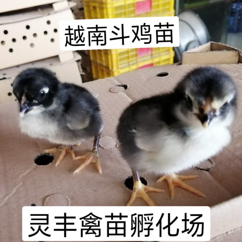 斗鸡苗，越南斗鸡苗出壳1日龄.诚信经营.承诺货真价实