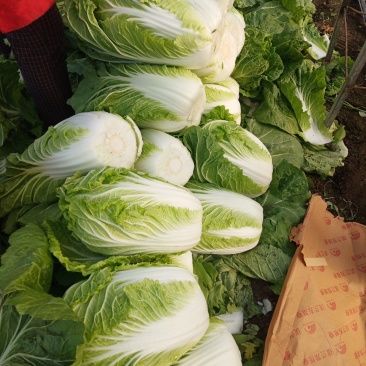 山东省青岛平度黄心白菜