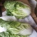 山东省青岛平度黄心白菜