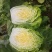 山东省青岛平度黄心白菜