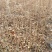 10至30公分暴马丁香苗产的直销量大从优、一件代发