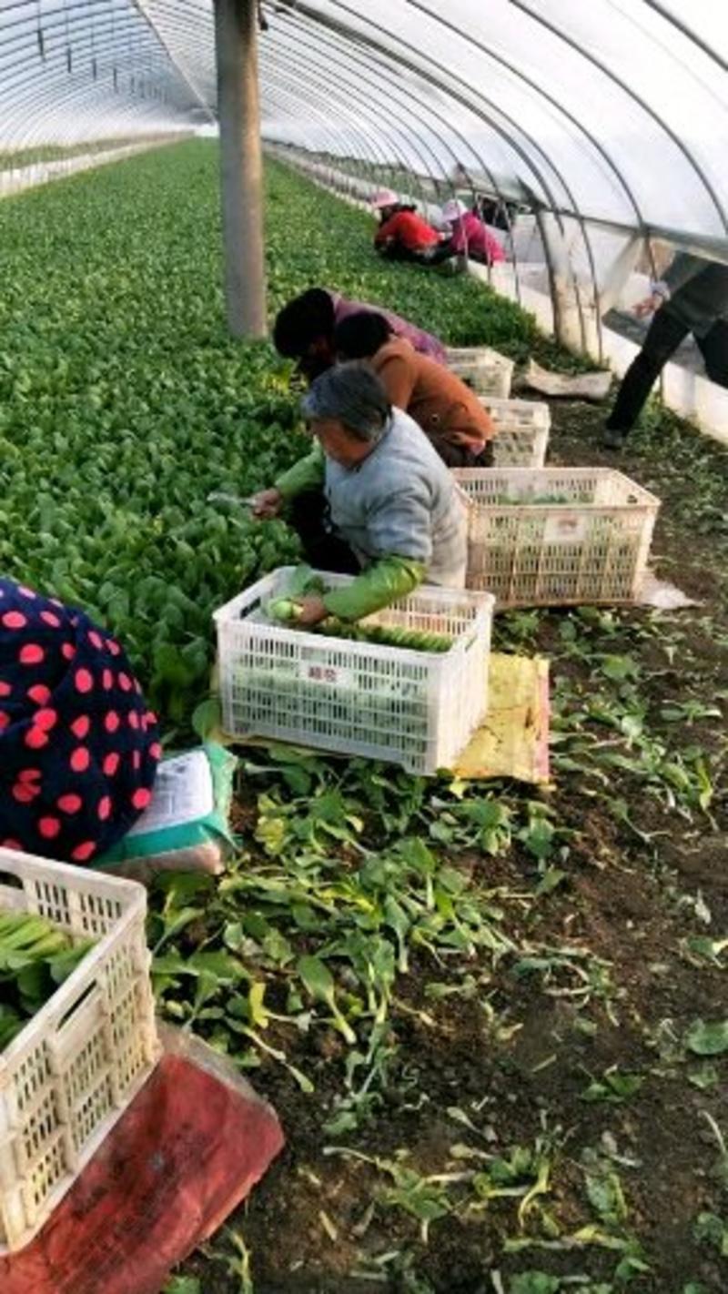 【诚实卖家】叶菜类上海青油菜大量供应可视频看货