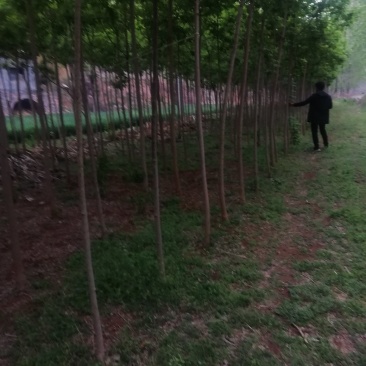 复叶槭，3.......12公分，货源充足，价格优惠