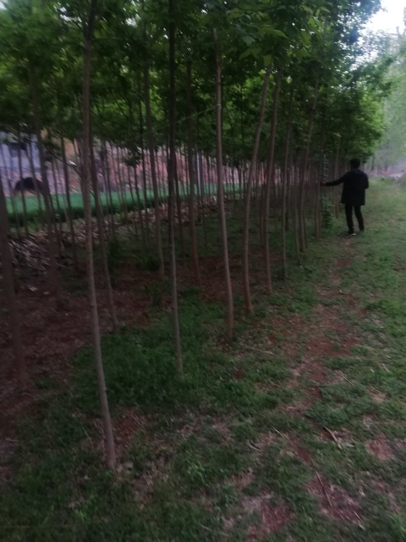复叶槭，3.......12公分，货源充足，价格优惠