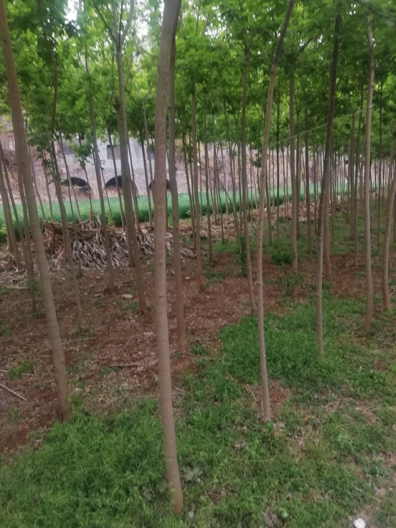 复叶槭，3.......12公分，货源充足，价格优惠