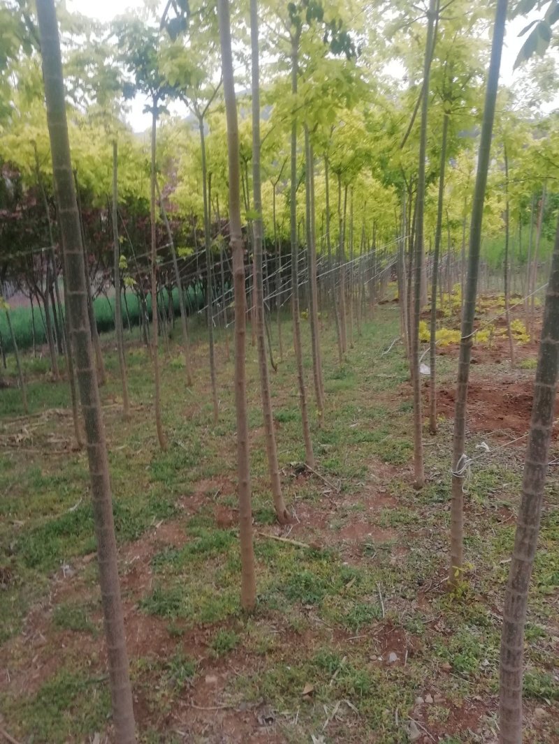 复叶槭，3.......12公分，货源充足，价格优惠
