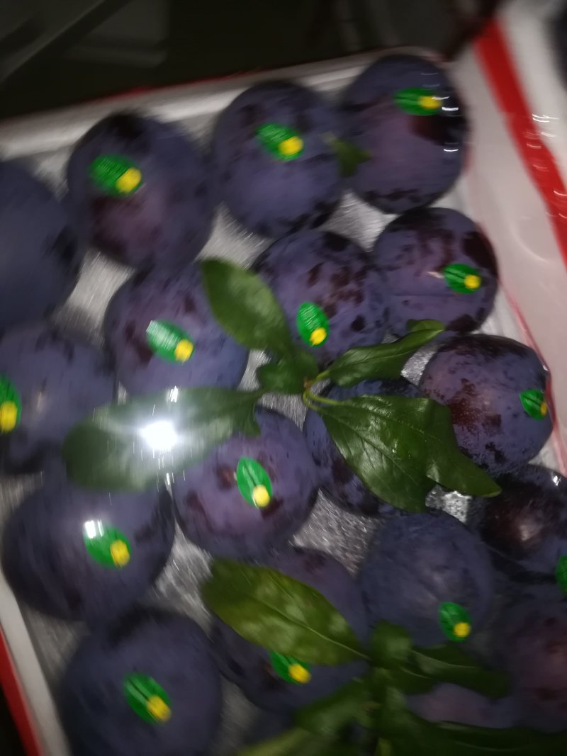 辽宁大连大棚李子现在开始大量上市了