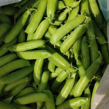 豌豆荚