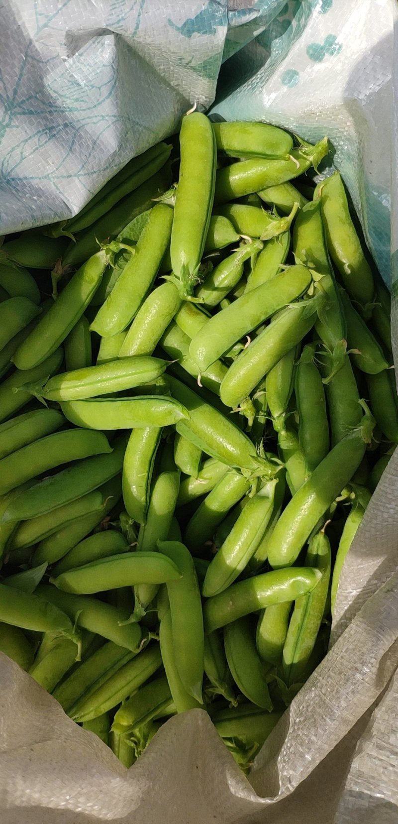 豌豆荚