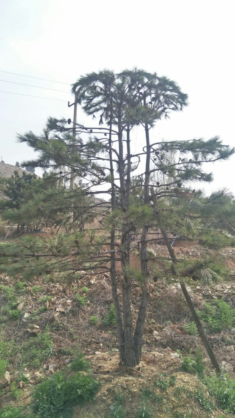 绿化苗木