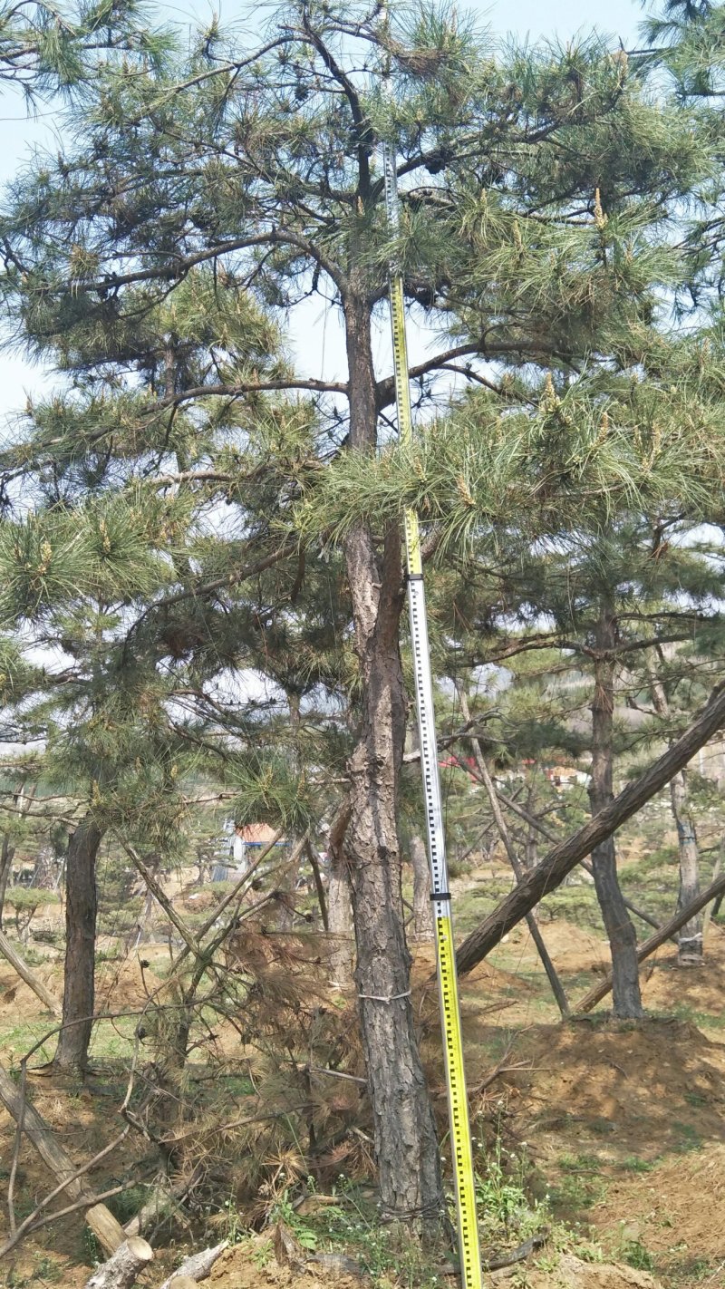 绿化苗木