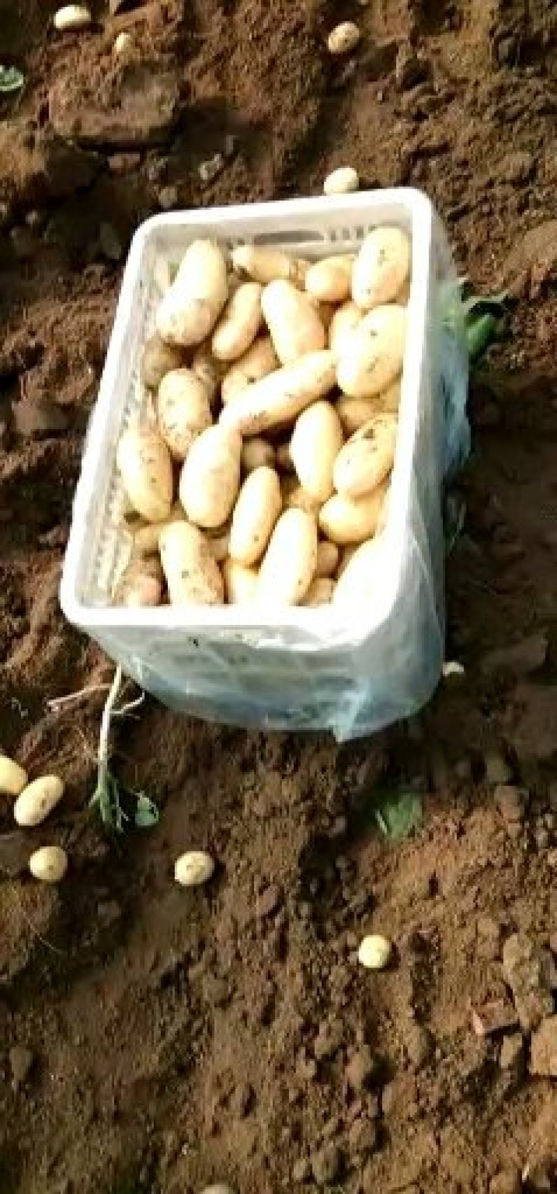 新土豆大棚的五一前后量大