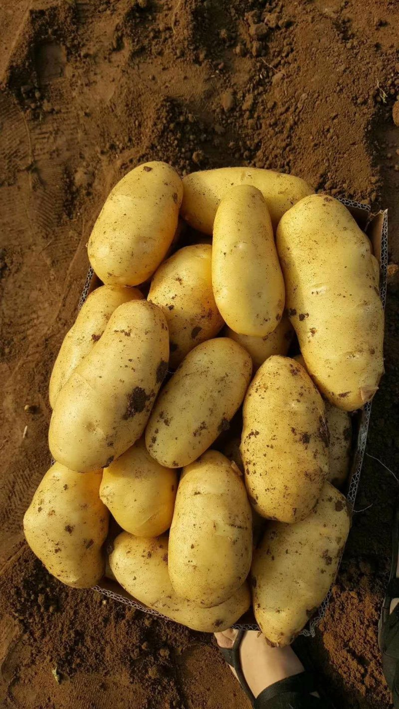 新土豆大棚的五一前后量大